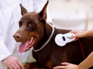 ambulanza veterinaria numero ambulanza animali